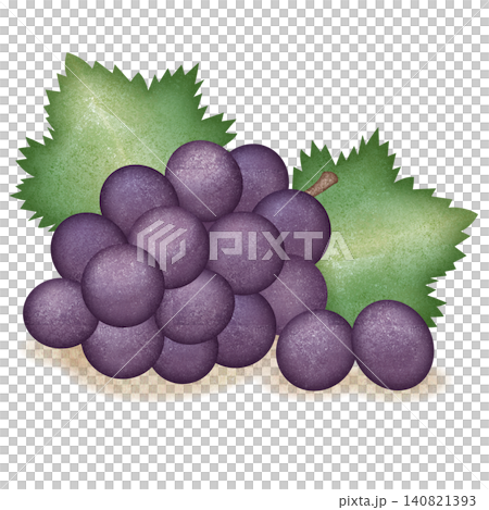 Illustration of grapes drawn in watercolor Illustration of grapes drawn in watercolor 140821393