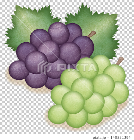 水彩で描いたぶどうのイラスト 水彩で描いたぶどうのイラスト 140821394