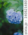 鎌倉・明月院ブルーに染まる初夏の紫陽花 140821480