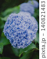鎌倉・明月院ブルーに染まる初夏の紫陽花 140821483