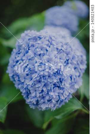 鎌倉・明月院ブルーに染まる初夏の紫陽花 鎌倉・明月院ブルーに染まる初夏の紫陽花 140821483