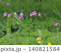 公園の小さなピンクの花 140821584