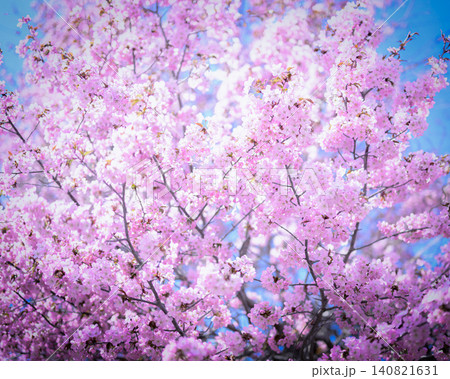 満開の桜と青空が余白なく写っている 満開の桜と青空が余白なく写っている 140821631