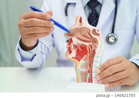Asian doctor with nasal oral throat cavity neck human anatomy model for study diagnosis and treatment in hospital. 140821705