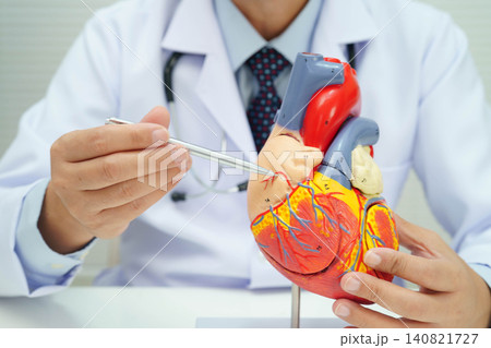 Cardiovascular disease CVD, doctor with heart human model anatomy for treatment patient in hospital. 140821727