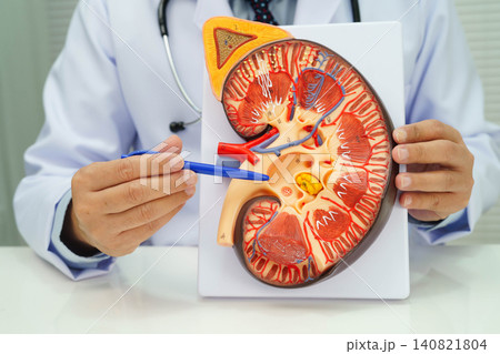 Chronic kidney disease, doctor with model for treatment urinary system, urology, Estimated glomerular filtration rate eGFR. Chronic kidney disease, doctor with model for treatment urinary system, urology, Estimated glomerular filtration rate eGFR. 140821804