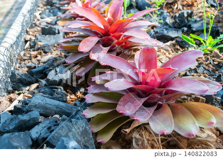 Vibrant red bromeliad plants growing among decorative black stones landscaped garden natural light tropical foliage ornamental texture for outdoor design 140822083
