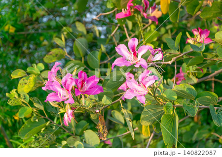 Pink orchid tree blossoms blooming among lush green leaves warm sunlight creating vibrant tropical floral background fresh natural beauty garden atmosphere Pink orchid tree blossoms blooming among lush green leaves warm sunlight creating vibrant tropical floral background fresh natural beauty garden atmosphere 140822087