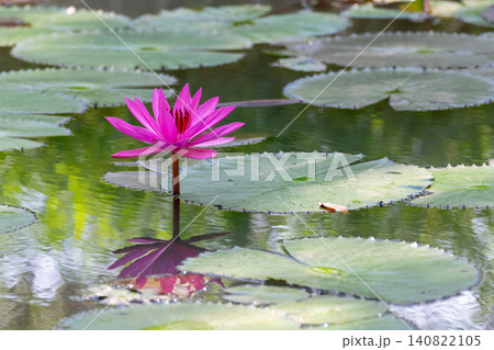 Pink water lily blooming calm pond green lily pads clear reflection creating peaceful natural aquatic landscape for garden wellness relaxation Pink water lily blooming calm pond green lily pads clear reflection creating peaceful natural aquatic landscape for garden wellness relaxation 140822105