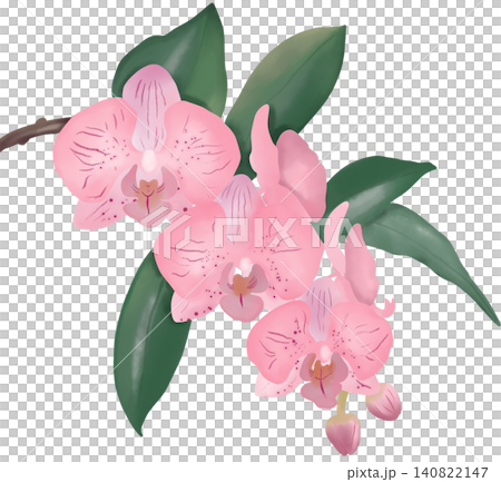 Elegant pink orchid flower illustration with delicate petals, green leaves, and natural botanical details. Elegant pink orchid flower illustration with delicate petals, green leaves, and natural botanical details. 140822147