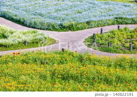 138タワーパーク満開の花畑 138タワーパーク満開の花畑 140822191