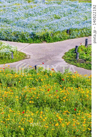 138タワーパーク満開の花畑 138タワーパーク満開の花畑 140822192