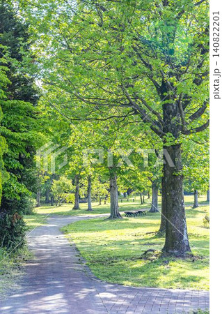 新緑に包まれた公園の散歩道 新緑に包まれた公園の散歩道 140822201