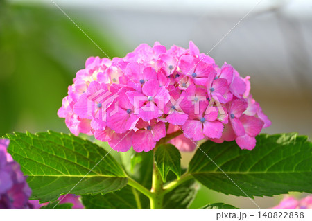 雨に濡れたピンクの紫陽花 140822838