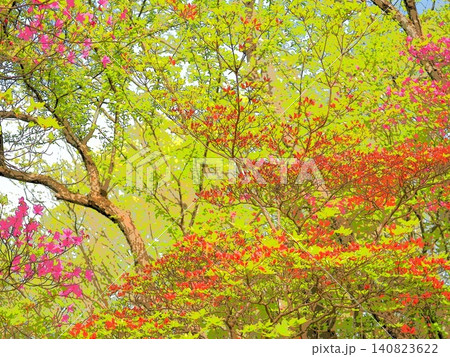 山の中のヤマツツジとムラサキヤシオの花（afr202605288072538) 140823622