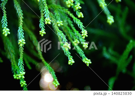 花粉症イメージ 《飛散直前の杉花粉》 花粉症イメージ 《飛散直前の杉花粉》 140823830