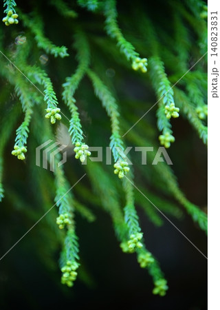 花粉症イメージ 《飛散直前の杉花粉》 花粉症イメージ 《飛散直前の杉花粉》 140823831