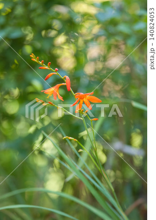 初夏の庭に咲くオレンジ色の花 初夏の庭に咲くオレンジ色の花 140824053