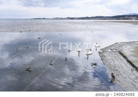 青森の小湊の白鳥渡来地 青森の小湊の白鳥渡来地 140824088
