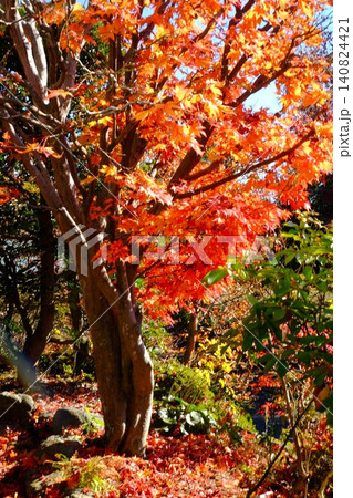 【神奈川県】紅葉したモミジ 【神奈川県】紅葉したモミジ 140824421