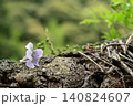 薄紫の桐の花 140824607