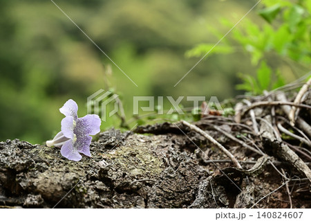 薄紫の桐の花 薄紫の桐の花 140824607