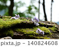 薄紫の桐の花 140824608