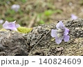 薄紫の桐の花 140824609