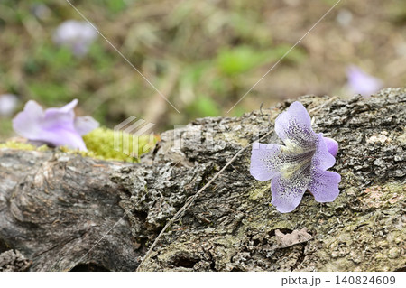 薄紫の桐の花 薄紫の桐の花 140824609