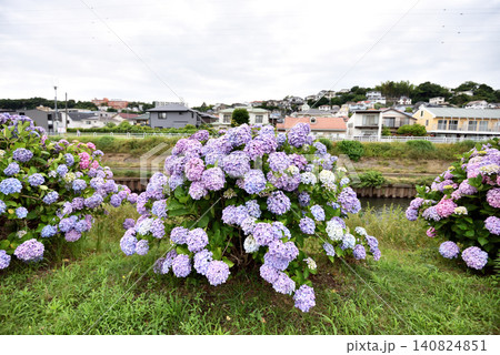藤沢境川の土手に咲くアジサイ 140824851