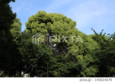 亀戸中央公園 140824876