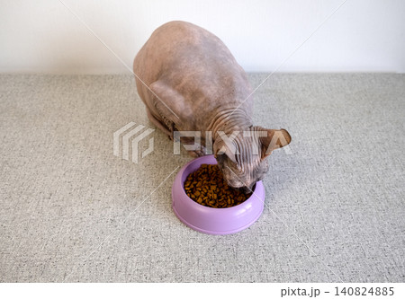 A Sphynx cat eats high-quality dry food from a lilac-colored plastic bowl A Sphynx cat eats high-quality dry food from a lilac-colored plastic bowl 140824885