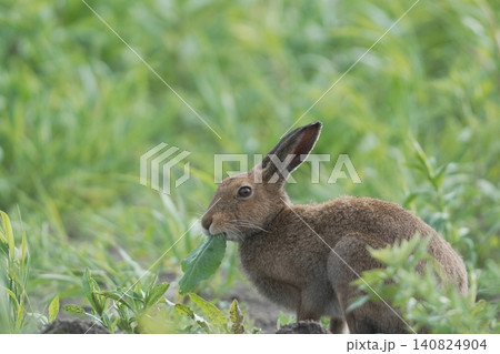 葉を食べるエゾユキウサギ(北海道・野生動物) 葉を食べるエゾユキウサギ(北海道・野生動物) 140824904