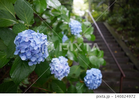 梅雨の晴れ間に咲く紫陽花 140824972