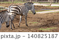 シマウマ シマウマ 140825187