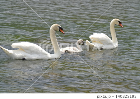 ハクチョウ 140825195