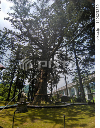 新潟県上越市虫川の大杉が鎮座する白山神社 新潟県上越市虫川の大杉が鎮座する白山神社 140825289