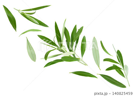 Olive green leaves isolated on white background. Top view. Flat lay. Olive green leaves isolated on white background. Top view. Flat lay. 140825459