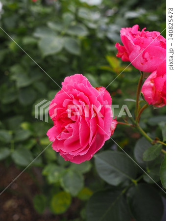 初夏のバラ園に美しく咲き誇る鮮やかなピンクの薔薇と瑞々しい新緑の縦位置背景素材 初夏のバラ園に美しく咲き誇る鮮やかなピンクの薔薇と瑞々しい新緑の縦位置背景素材 140825478