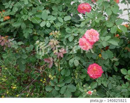 薔薇 バラ科 バラ 140825821