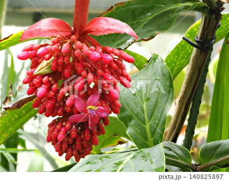 植物館に咲く熱帯植物メディニラ・ヒノトリの大輪と花びらの先端にきらめく美しい雫の横位置写真素 植物館に咲く熱帯植物メディニラ・ヒノトリの大輪と花びらの先端にきらめく美しい雫の横位置写真素 140825897
