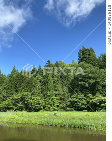 青空と新緑に映える平池のカキツバタ ビラデスト今津の自然風景 青空と新緑に映える平池のカキツバタ ビラデスト今津の自然風景 140826118