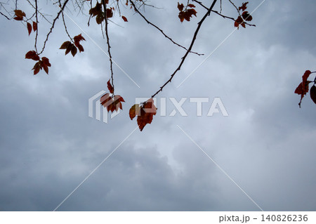 曇り空に映える桜の紅葉と枝のシルエット 曇り空に映える桜の紅葉と枝のシルエット 140826236