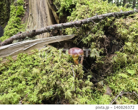 苔むす倒木から顔を出すハナイグチ 苔むす倒木から顔を出すハナイグチ 140826372