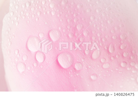 ピンクの花びらと水滴を室内でマクロ撮影25 140826475