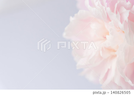 シャクヤクのピンク色の花を白背景でマクロ撮影07 140826505