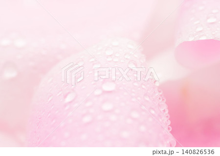 ピンクの花びらと水滴を室内でマクロ撮影07 140826536