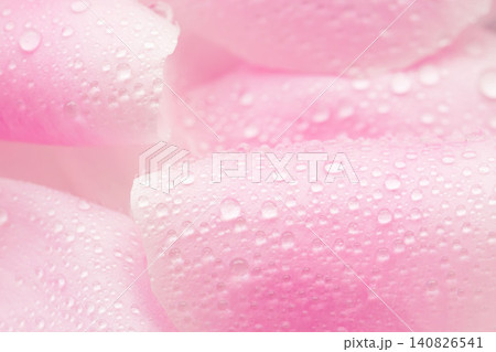 ピンクの花びらと水滴を室内でマクロ撮影12 ピンクの花びらと水滴を室内でマクロ撮影12 140826541