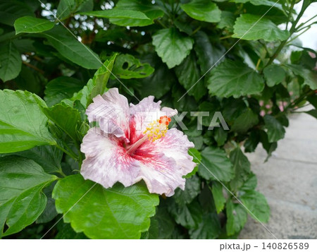 花 フラワー お花 140826589
