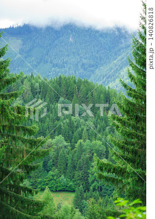 Layered mountain forest with dense pine trees and misty hills in background, tranquil wilderness scenery,natural beauty and serene outdoor environment Layered mountain forest with dense pine trees and misty hills in background, tranquil wilderness scenery,natural beauty and serene outdoor environment 140826818